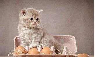 生完小猫咪的猫妈妈,喂它们生鸡蛋是不是对的 