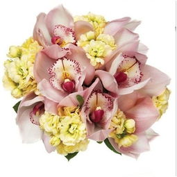 婆罗门菊的花语,婆罗门菊是一种引人注目的花卉，其花语与它的美丽和坚韧相得益彰