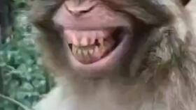抖音猴子笑