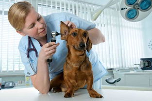 狗狗有以下三个行为,很可能它的耳朵感染了,赶紧就医