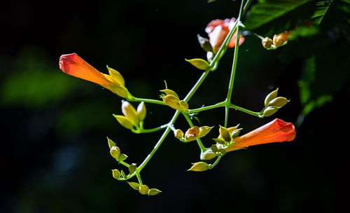 凌霄的花语是什么,凌霄花的外观特