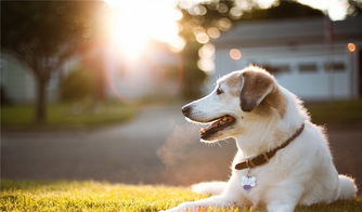 学一学这6点,帮狗狗拍出美美的照片