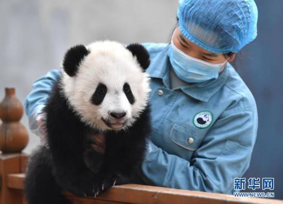 大熊猫宝宝健康成长