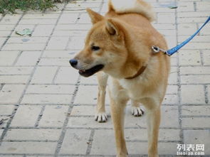 图 家养纯种日本柴犬,种公.免费借配 北京宠物服务 