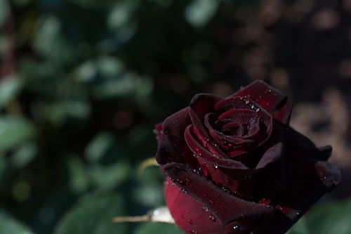 黑色玫瑰的含义 