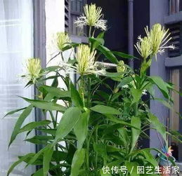 养富贵竹,就在水里放上3根 它 ,3月后,叶片翠绿开出10朵白花 
