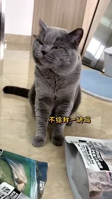 如何逼疯一只小猫咪 猫 你这样做会失去我这个小可爱的 