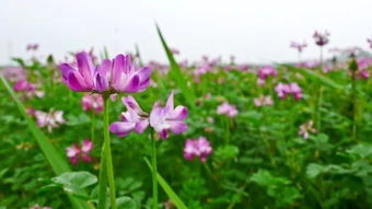 紫云英的功效与作用,紫云英的生长特性是什么？怎样种植和利用