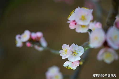 春晨细雨散文