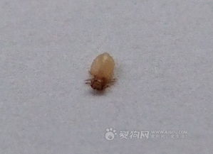 最近在狗狗身上发下很多这种虫,不知道是什么,有什么办法去掉,在皮肤一层把皮肤都砸烂了,狗狗才一个多 