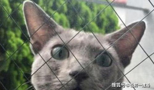 猫咪常常乱跑出去浪,主人想出机智妙招解决,猫咪快崩溃的哭了