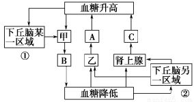 下图是人体内血糖平衡调节示意图,下列分析错误的是 A.血糖平衡的调节是由神经调节和体液调节共同完成的 B.图中甲表示胰岛B细胞,乙为胰岛A细胞 C.结构①通过传出神经释放神经递质 