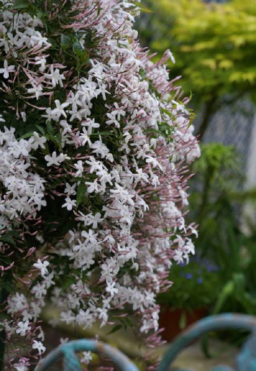 多花素馨的香味有毒吗,多花素馨花适合种在庭院吗？