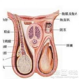 鞘膜积液图片怎么办