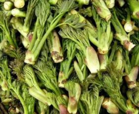 东北山野菜珍珠菜有什么营养和药用价值