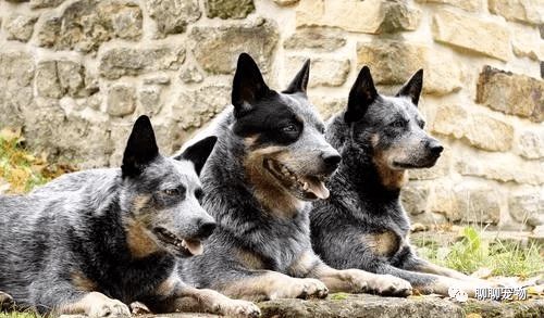 寿命较长的15种狗狗,它们有更长的寿命,陪你走过美好的时光