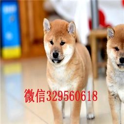 2024柴犬币三年后价格1元 2024柴犬币三年后价格1元 词条