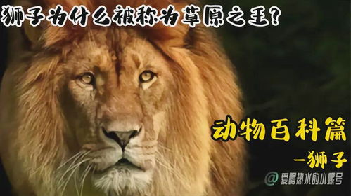 狮子为什么被称为草原之王动物百科篇 草原之王 狮子