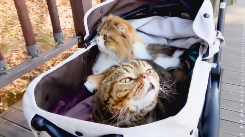 趁着天气好,把猫大叔们放在婴儿车里推到户外玩耍 