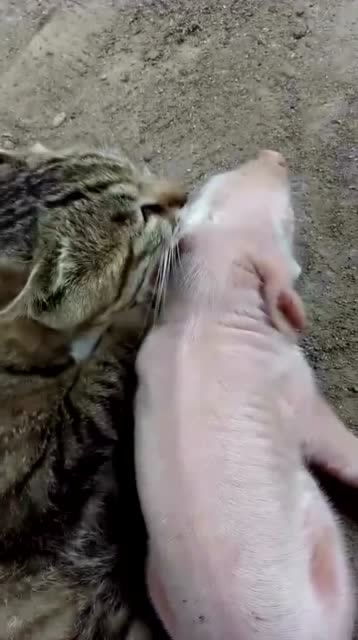 猫 耗子吃多了,我也想吃猪肉 