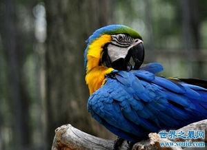 世界上体型最大的金刚鹦鹉 国家级保护动物濒临灭绝 