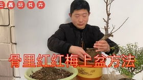 金豆下山桩种前要泡水吗,陶瓷洗手