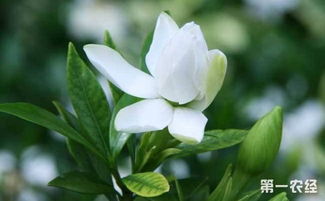 栀子花怎么养及注意事项,栀子花是一种常见的花卉，其洁白的花朵和浓郁的香气深受人们喜爱