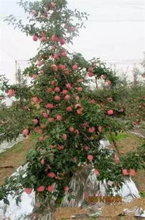 纺锤树形果园的常见问题以及解决办法详解,一年生乔化苹果树自由纺锤树形怎样修剪