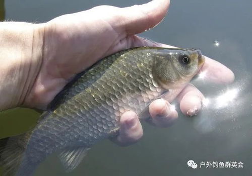 渔获少不是鱼的问题,自己的问题,看完这些你就懂了