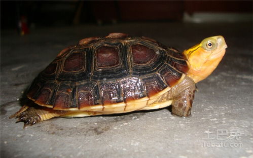 黄缘闭壳龟种类及习性的常识