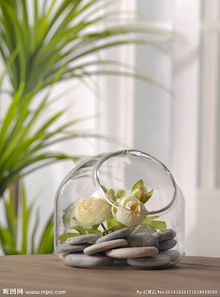 玻璃器皿养花图片,用玻璃器皿养花，演绎别样的绿色生活