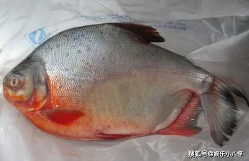 红鲳鱼？红鲳鱼能不能吃