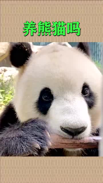 养熊猫吗,我超可爱的,并且特别好养 