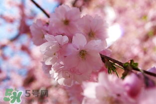 樱花的花语是什么象征,樱花花语是什么