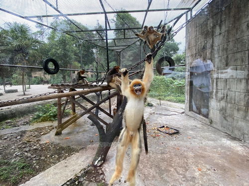 特大危害珍贵野生动物案告破 洗白 金丝猴倒卖50万元