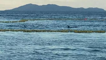 故事︱为了拯救6只海豚,他们放生了30吨渔获
