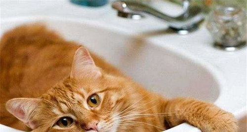 猫咪冬天可以洗澡吗 猫咪在宠物店洗1次澡需要多少钱