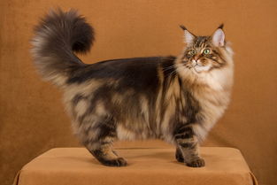 缅因猫十大最好看的毛色,品相最好的缅因猫？