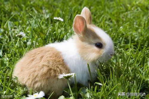 老人常说 兔子不吃窝边草 可是这下半句,更能揭露人性的险恶