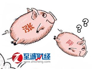 今日猪价表,华北地区
