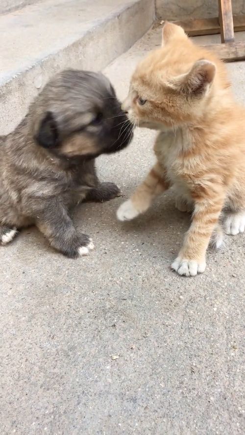 小狗上去找小猫玩,没想到小猫这么凶,真是辜负了小狗的一片好心 