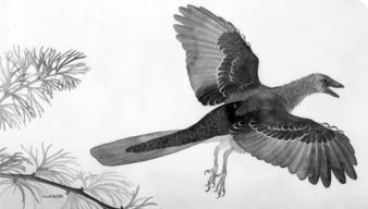 Arc teryx始祖鸟为啥这么贵 深度解读始祖鸟的十大真相 