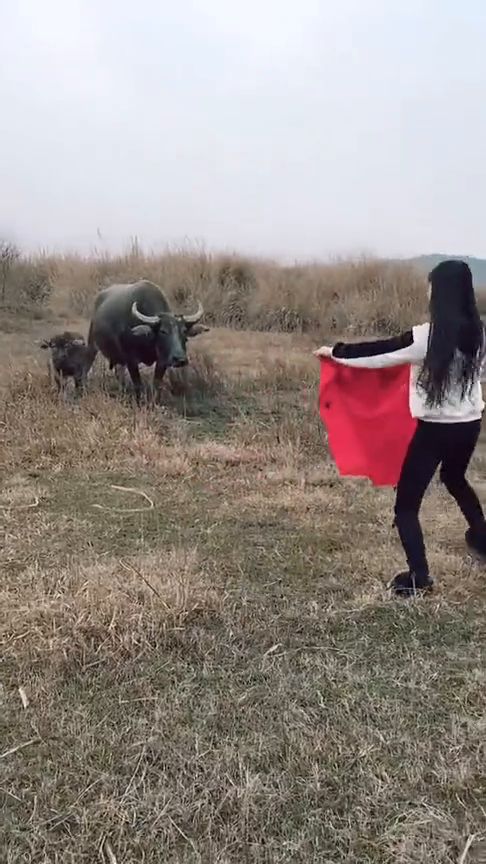妹子拿红布逗牛玩 到现场的时候只剩这个视频跟破红布了 