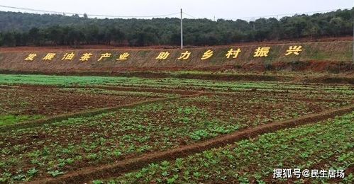 永州市祁阳县茅竹镇和观音滩镇,油茶基地垦复管理在进行