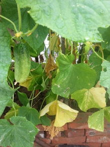 请帮看看结瓜的黄瓜秧怎么出现黄叶和干叶的情况 