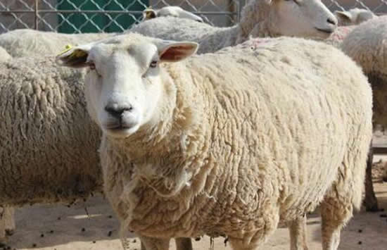 世界上最贵的羊332万元成交 什么品种为什么这么贵 