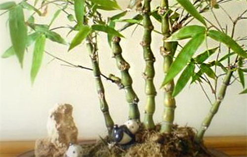 竹子怎么养花盆,竹子在花盆中的精致养殖方法：打造绿色家居的艺术