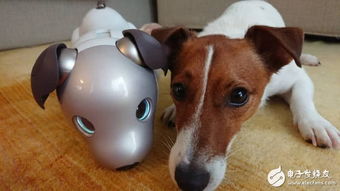 Sony实验证明,真实狗会把机器狗AIBO当同伴做朋友