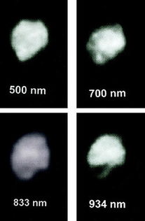 2015年1月30日婚神星 小行星3 Juno 冲日 