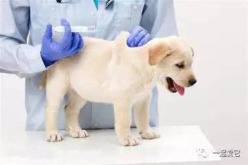 宠知识 狗狗注射疫苗需要注意的事项有哪些 